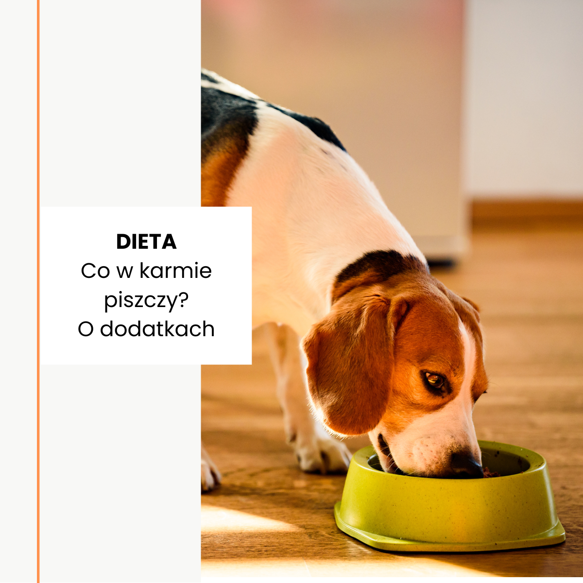 Dodatki w karmach dla psów. Co naprawdę wrzucasz do miski?