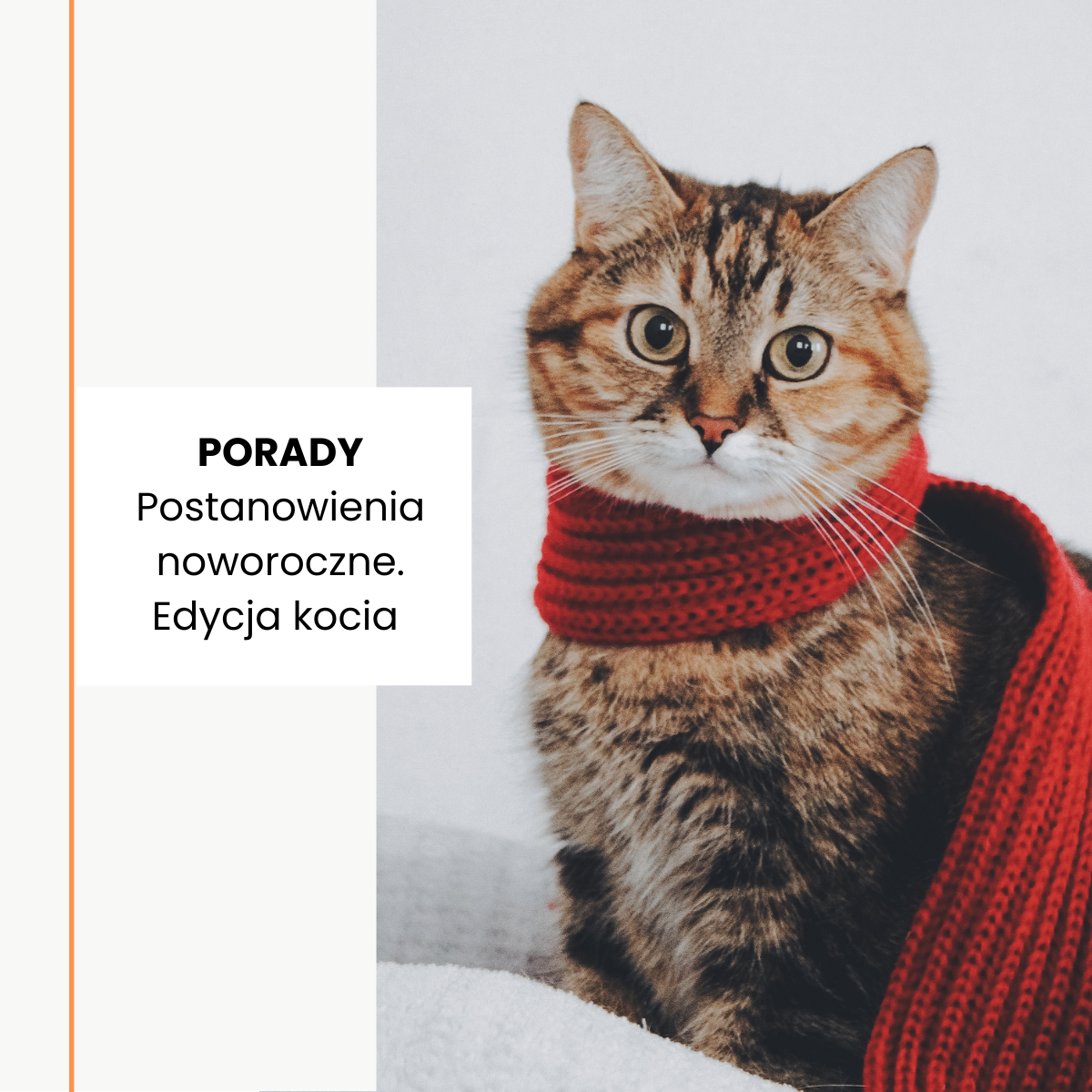 Postanowienia noworoczne dla kociarzy: jak dbać o kota?