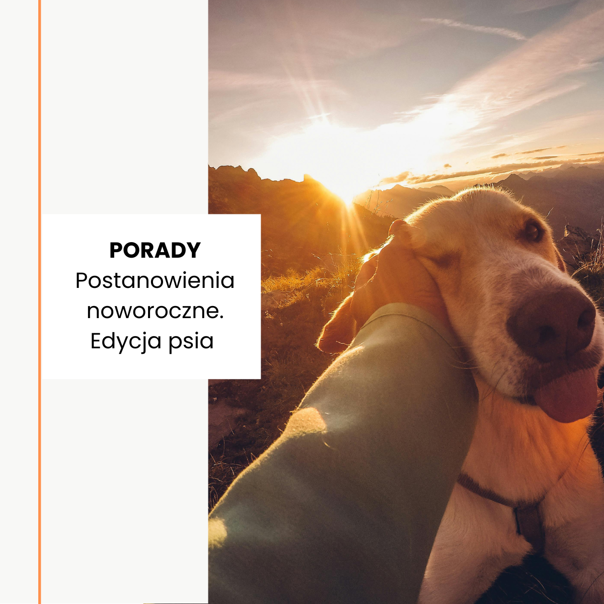 Postanowienia noworoczne dla psiarzy: jak lepiej dbać o zdrowie i potrzeby psa